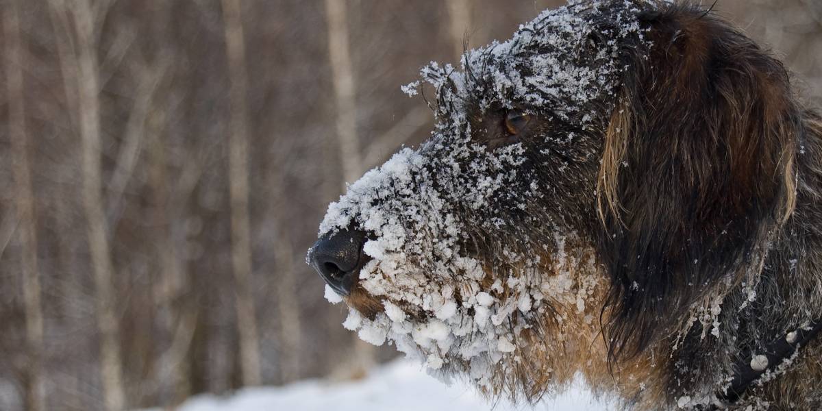 Savjet: Kupanje i šišanje psa po zimi, da ili ne?