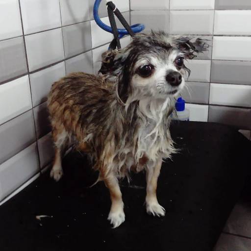Kupanje i masaža psa: Kupanjem psa ne samo da otklanjamo prljavštinu s dlake, već upravo masažom prilikom kupanja potičemo cirkulaciju i otklanjamo mrtve stanice kože i dlaku koja je zaostala nakon četkanja