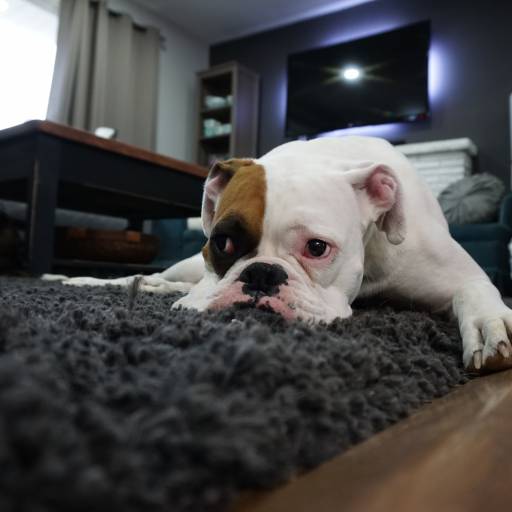 Rezanje noktiju: Kod pasa koji žive u stanu i ne „potroše“ nokte jurcajući po betonu može doći do deformiranja. Kada pas stoji mirno nokti ne bi smjeli dodirivati tlo.