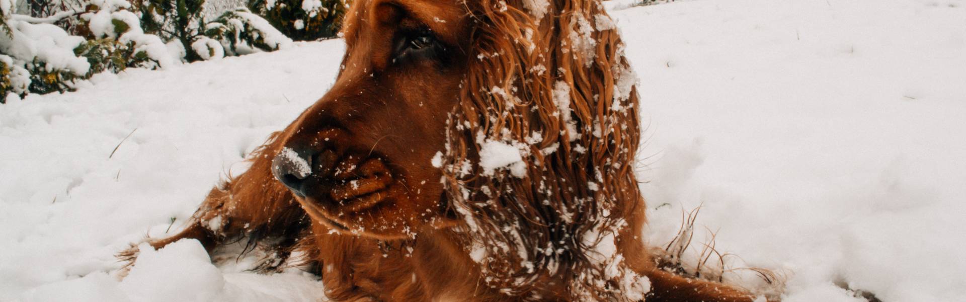Savjet: Kupanje i šišanje psa po zimi, da ili ne?