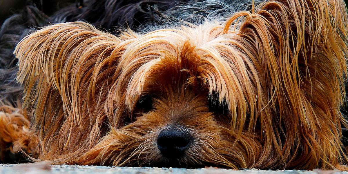 Jeste li znali da šišanje psa može biti i kompletno i parcijalno?