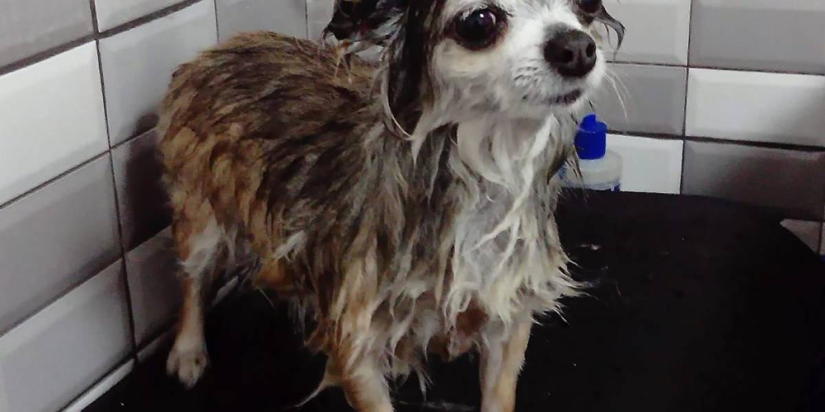 Znate li da kupanjem psa ne čistite samo njegovu dlaku, već i kožu?