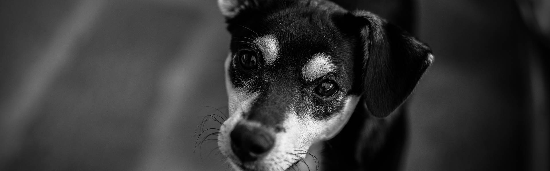 Osjećate li neugodan miris u uhu vašeg psa? Vaš pas se češka po uhu?