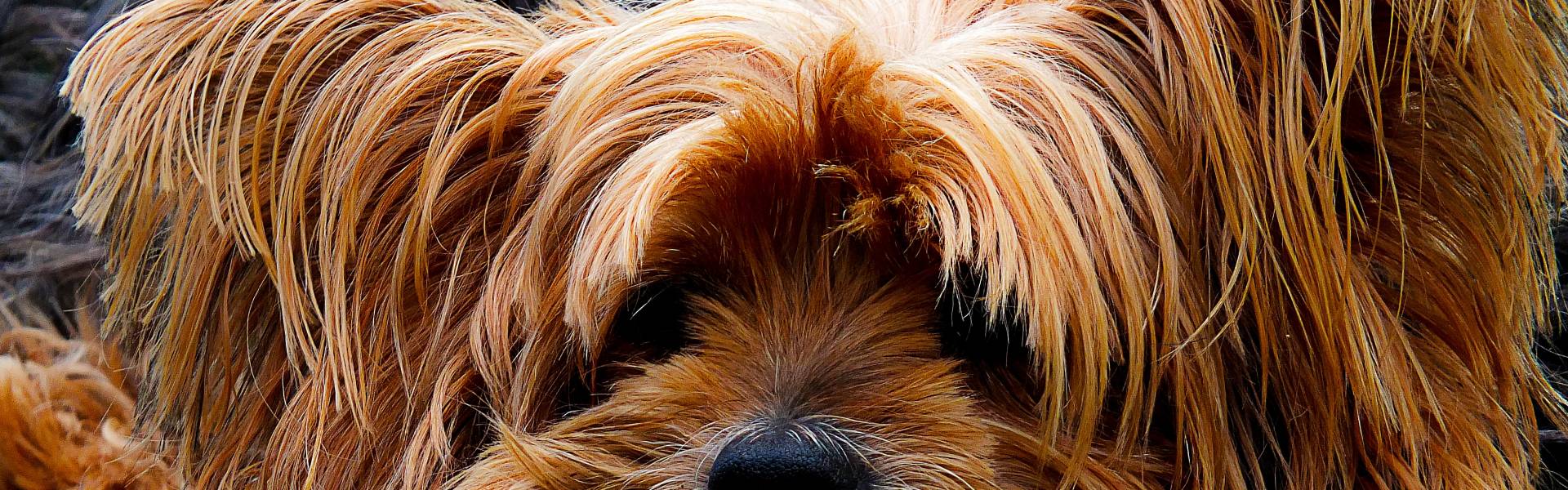 Jeste li znali da šišanje psa može biti i kompletno i parcijalno?