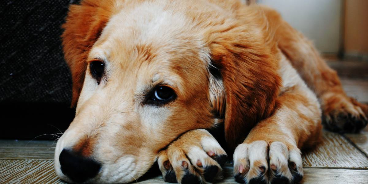 Znate li što vaš pas unosi u kuću na dugim dlačicama između jastučića na šapama?